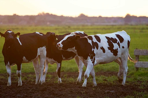 Dairy production